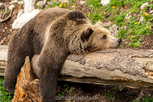 Europäischer Braunbär im Juraparc bei Vallorbe