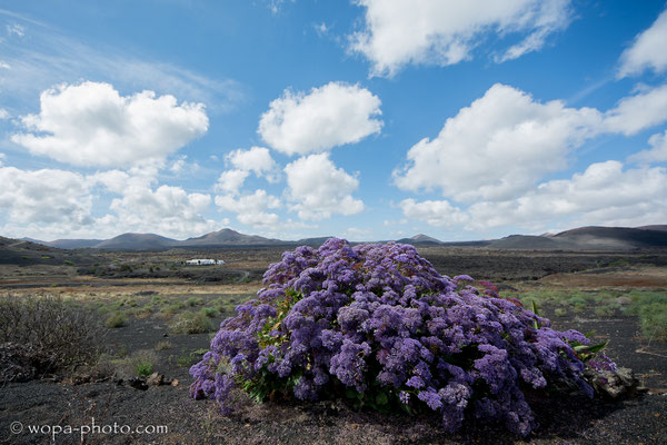 Lanzarote - Spain