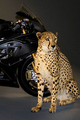 Cheetah & BMW RR