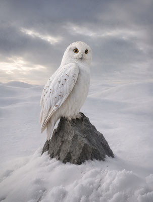 WHITE WORLD