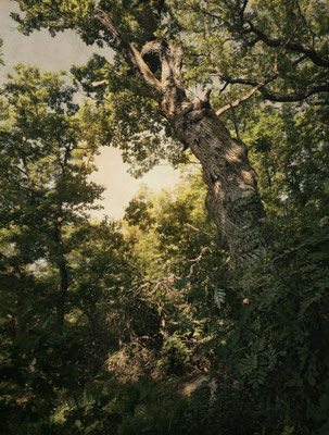 IM NIEDERWALD