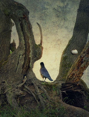 BLACK WINGED MESSENGER PART XXI