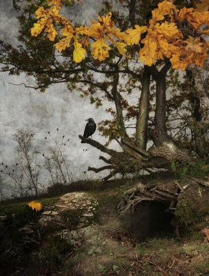 BLACK WINGED MESSENGER PART VI