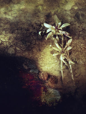 LES FLEUR DU MAL