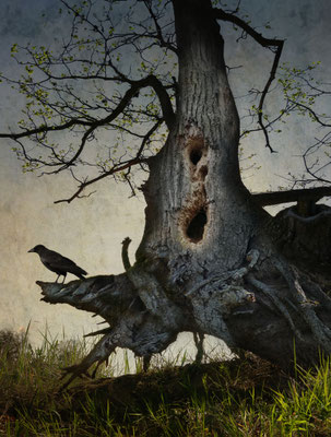 BLACK WINGED MESSENGER PART XVIII