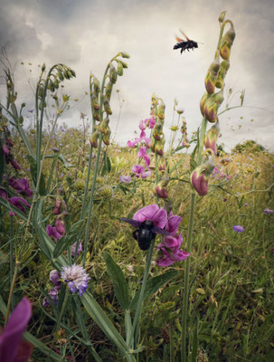 THE BUZZING SOUND OF SUMMER III