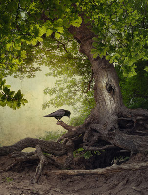 BLACK WINGED MESSENGER PART XXII
