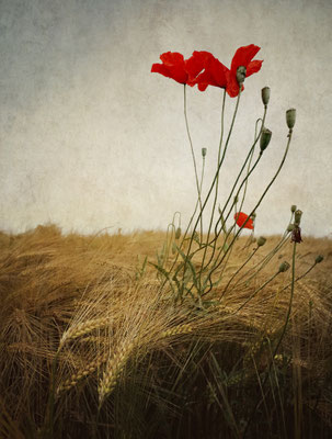 RED NOSTALGIA