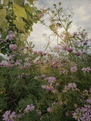 CROWN VETCH