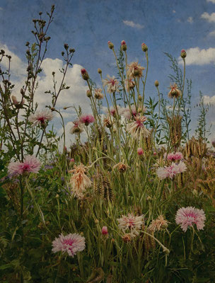 WILDFLOWERS
