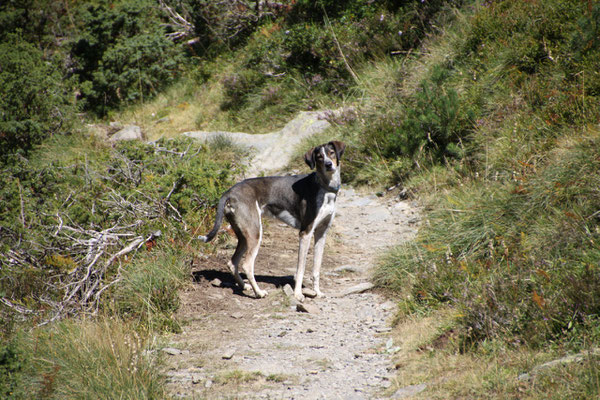 Wandern im Val Sorteny (Andorra).