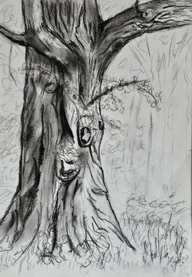 B000305 Flatterulme im Schlosspark Saathain 2024, 21 x 29,7 cm, Kohle auf Papier, 45 €