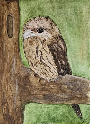 B000046 Eulenschwalm 2019, 24 x 32 cm, Aquarell auf Papier, 100 €
