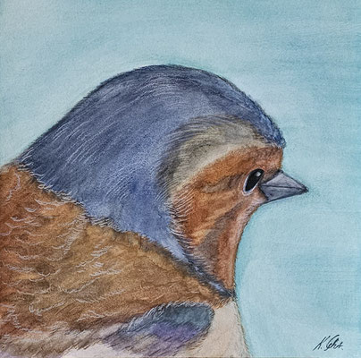 B000078 Buchfink - Porträt 2019, 25,4 x 25,4 cm, Aquarell auf Papier, 91 €