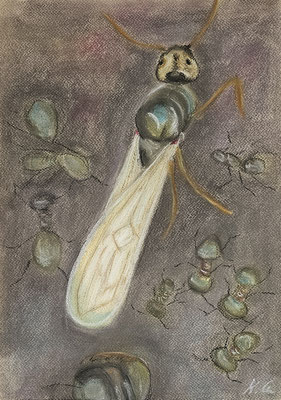 B000245 Flügelameisen 2 2020, 30 x 42 cm, Pastell auf Papier, 144 €
