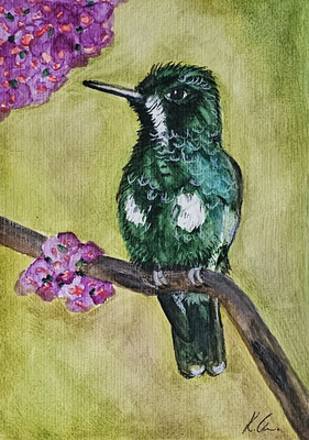 B000058 Grüne Fadenelfe 2019, 17 x 24 cm, Aquarell auf Papier, 73 €