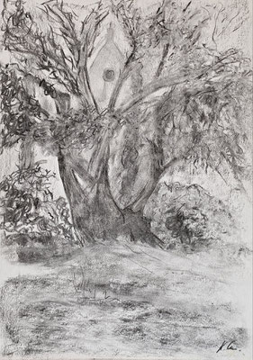 B000201 Gingko in Jahnishausen 2020, 29,7 x 42 cm, Kohle auf Papier, 43 €