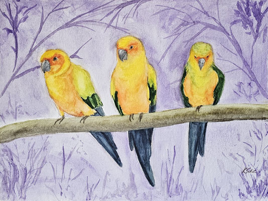 B000279 Sonnensittiche 2024, 40 x 30 cm, Aquarell auf Papier, 210 €