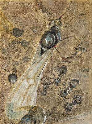 B000244 Flügelameisen 1 2020, 30 x 42 cm, Pastell auf Papier, 140 €