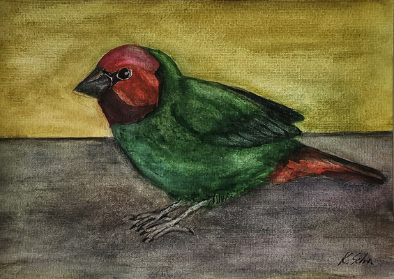 B000085 Rotköpfige Papageiamadine 2019, 24 x 17 cm, Aquarell auf Papier, 73 €