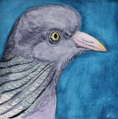 B000057 Ringeltaube - Porträt 2019, 25,4 x 25,4 cm, Aquarell auf Papier, 91 €