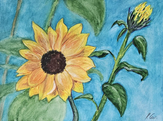 B000095 Sonnenblume 2020, 32 x 24 cm, Aquarell auf Papier, 112 €
