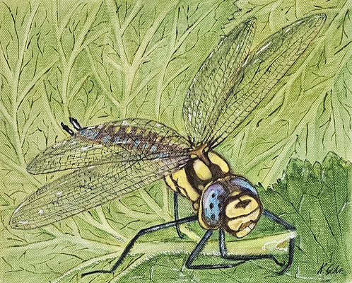 B000091 Libelle 2020, 30 x 24 cm, Aquarell auf Leinwand, 108 €