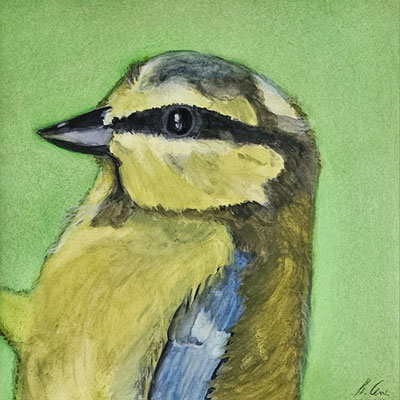 B000071 Blaumeise - Porträt 2019, 25,4 x 25,4 cm, Aquarell auf Papier, 91 €