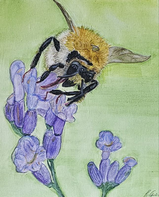 B000039 Hummel auf Lavendel 2018, 22 x 27 cm, Aquarell auf Maltuch, 88 €