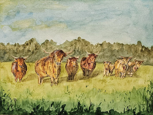B000221 Schottische Hochlandrinder 2023, 40 x 30 cm, Aquarell auf Papier, z.Z. nicht verfügbar