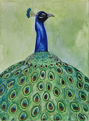 B000090 Pfau 2019, 30 x 40 cm, Aquarell auf Leinwand, 126 €