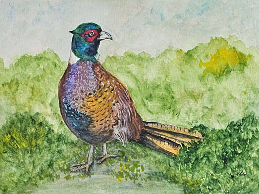 B000162 Jagdfasan 2022, 40 x 30 cm, Aquarell auf Papier, 210 €