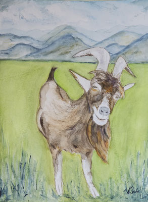 B000167 Ziegenbock 2023, 40 x 30 cm, Aquarell auf Papier, 210 €