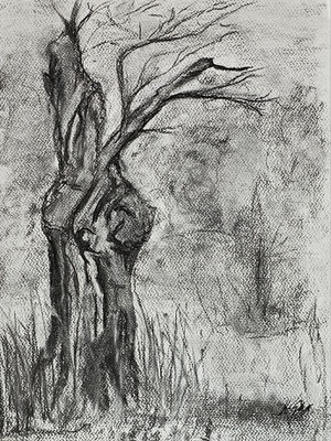 B000296 Alter Baum in Jahnishausen 2024, 29,5 x 42 cm, Kohle auf Papier, 64 €
