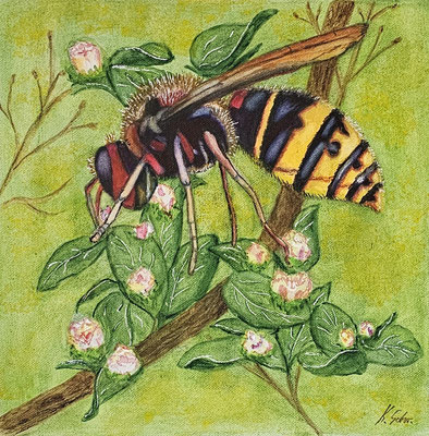 B000097 Hornisse 2020, 30 x 30 cm, Aquarell auf Leinwand, 120 €