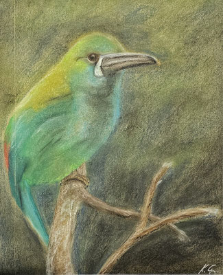 B000059 Arassari 2019, Pastell auf Papier, unverkäuflich