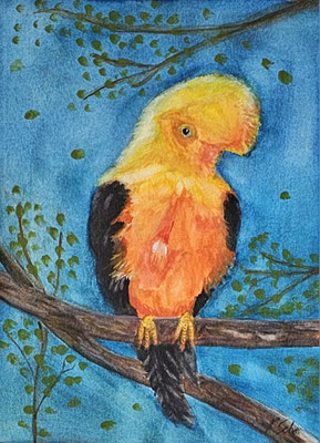 B000093 Andenklippenvogel 2020, 24 x 32 cm, Aquarell auf Papier, 112 €