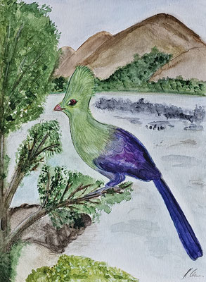B000050 Guinea Turako 2019, 24 x 32 cm, Aquarell auf Papier, 100 €