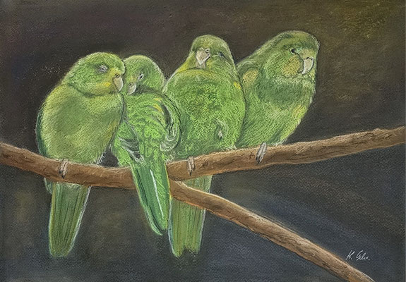 B000112 Schlafende Sperlingspapageien 2020, 42 x 29,7 cm, Pastell auf Papier, 143 € 