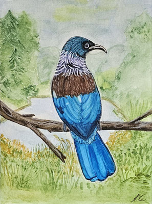 B000016 Tuihonigfresser  2018, 24 x 32 cm, Aquarell auf Papier, 100 €