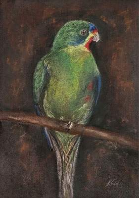 B000322 Schwalbensittich 2025, 30 x 42 cm, Pastell auf Papier, 216 €