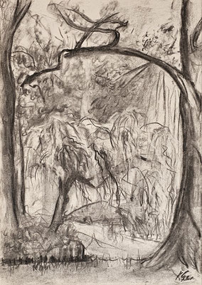 B000148 Hängeweide um Schlosspark Jahnishausen 2022, 29,7 x 42 cm , Kohle auf Papier, 64 €