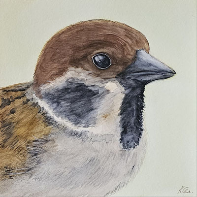 B000054 Feldsperling - Porträt 2019, 25,4 x 25,4 cm, Aquarell auf Papier, 91 €