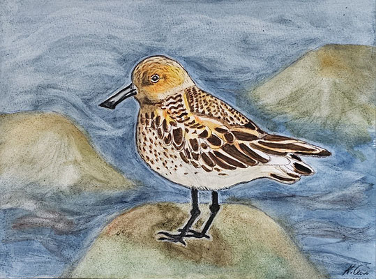 B000041 Löffelstrandläufer 2019, 32 x 24 cm, Aquarell auf Papier, 100 €