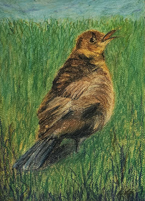 B000173 Amselkind 2023, 20 x 27,5 cm, Ölpastell auf Papier, 142 €