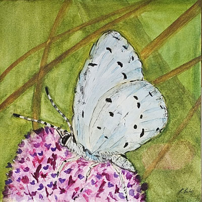 B000106 Bläuling 2020, 25,4 x 25,4 cm, Aquarell auf Papier, 101 €
