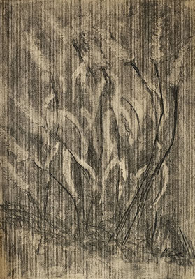 B000230 Gräser im Schlosspark Jahnishausen 2023, 30 x 42 cm, Kohle auf Papier, 64 €