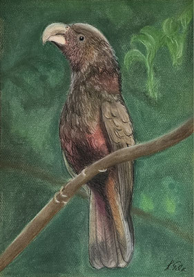 B000098 Kaka 2020, 29,7 x 42 cm, Pastell auf Papier, 143 €