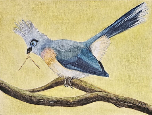 B000101 Schopfseidenkuckuck 2020, 40 x 30 cm, Aquarell auf Leinwand, 140 € 