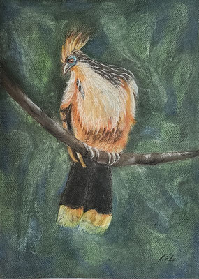 B000241 Hoatzin 2023, 30 x 42 cm, Pastell auf Papier, 216 €